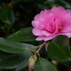 冬の彩　山茶花