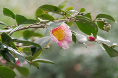 椿