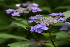 木陰の薄紫