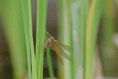 羽化したて｡｡｡