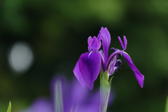 初夏の紫