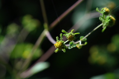 コメナモミの花