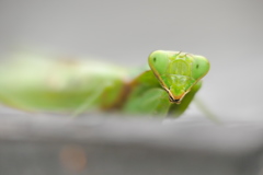 照れるナ｡｡