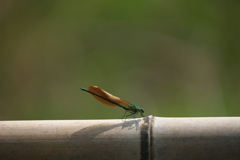 カワトンボ