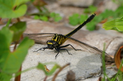 ヤマサナエ（？）