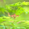 若葉とプロペラ