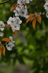 山の桜