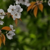 山の桜