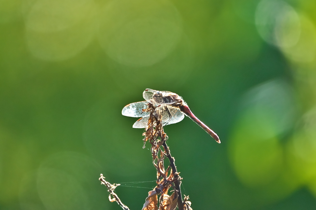 秋の日 赤トンボ