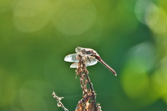 秋の日 赤トンボ