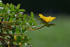 可憐に、そして強く