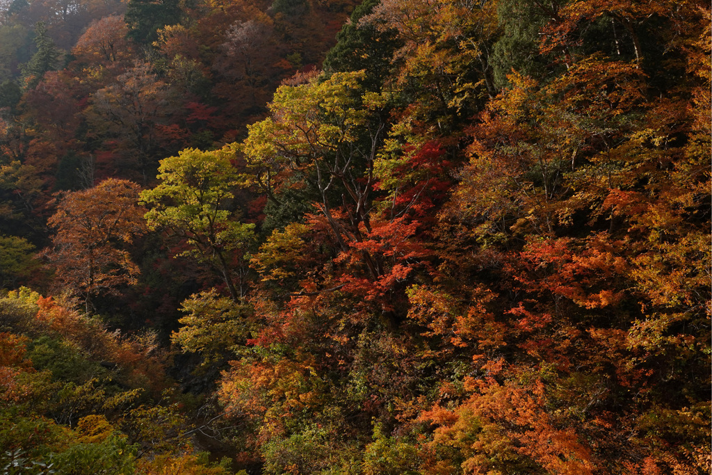 山の紅葉　（1）