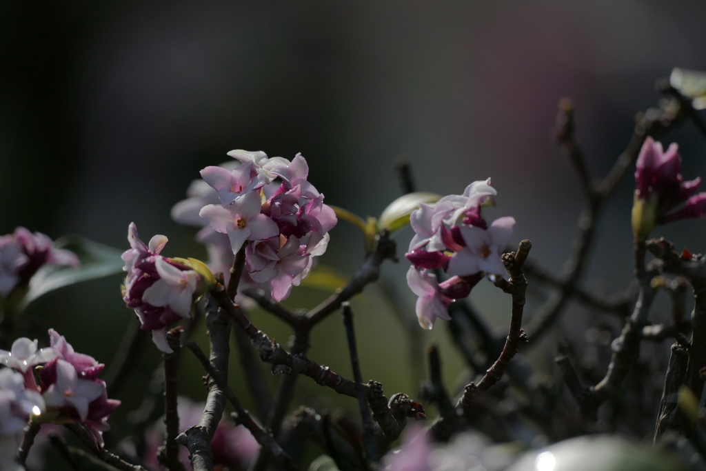 沈丁花