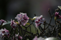沈丁花