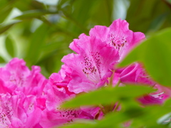 春が嬉しいつつじ