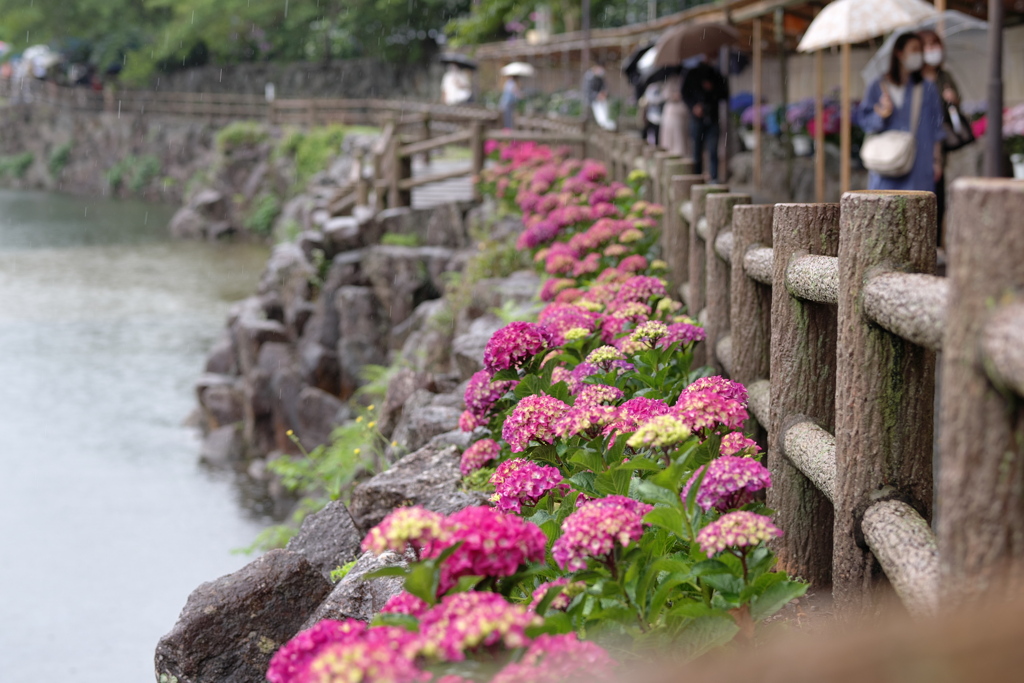 雨のあじさい園