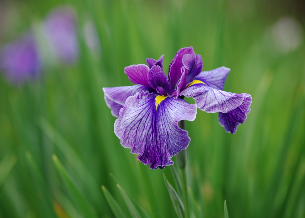 花菖蒲