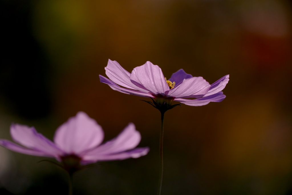 薄紅のコスモスが｡｡｡ １