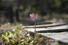 木道沿いに立つ