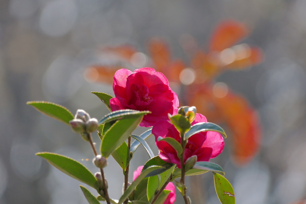 冬の山茶花