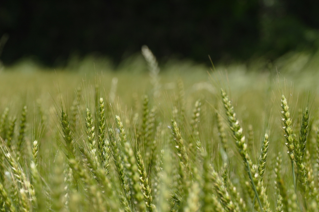 金麦までもう少し｡｡