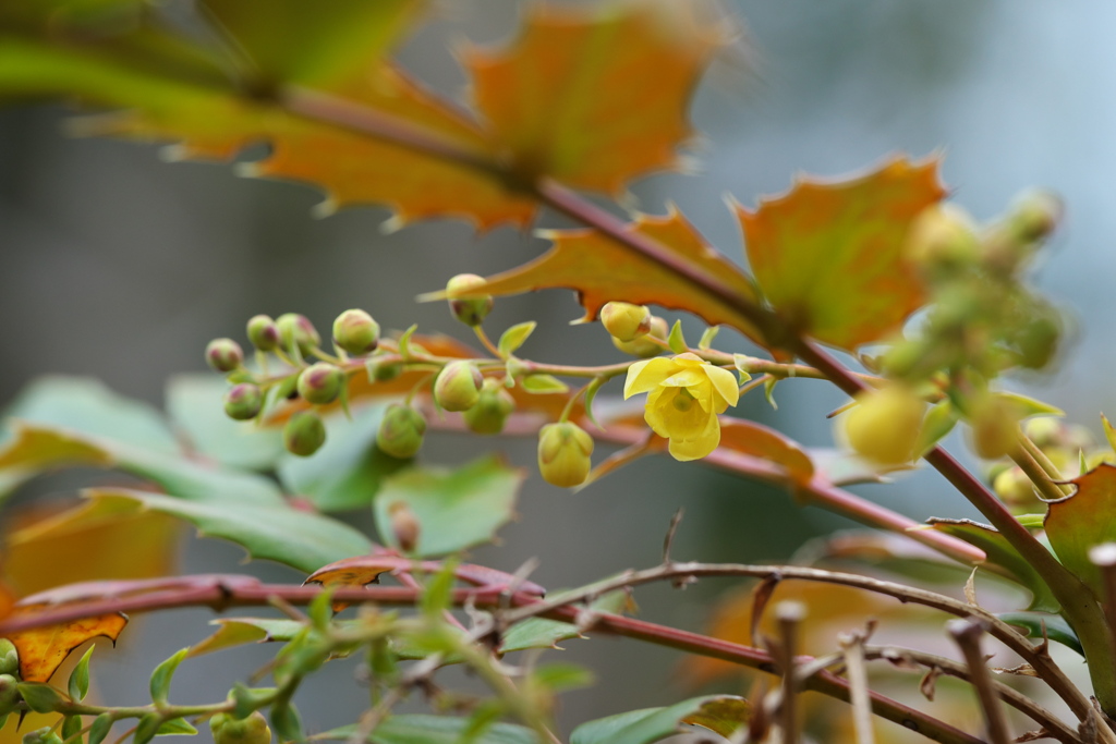 ヒイラギナンテンの花