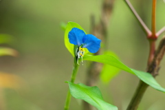 梅雨の小花