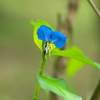 梅雨の小花