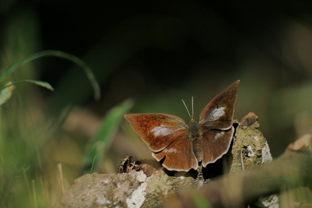 森のウラギンシジミ♀