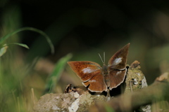 森のウラギンシジミ♀