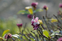 沈丁花