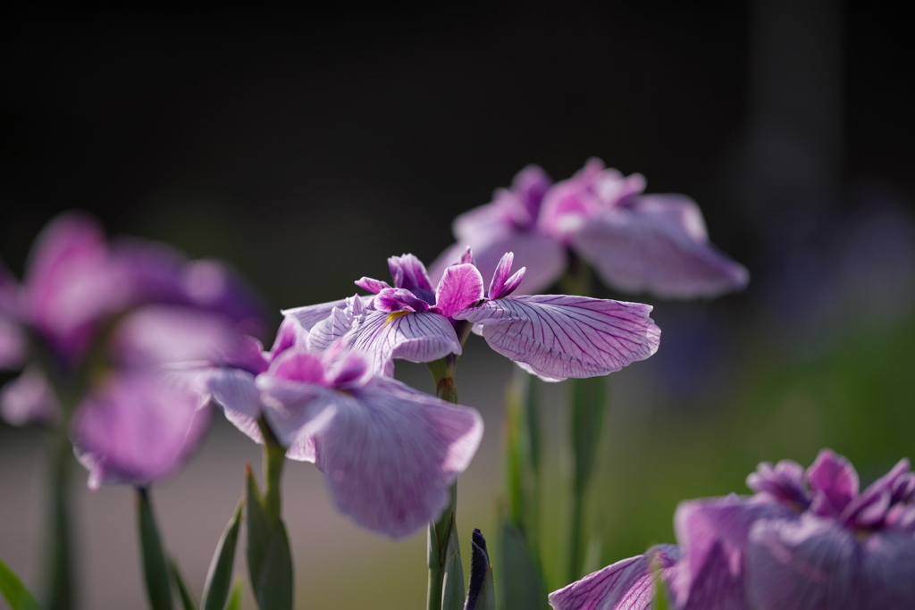 花菖蒲