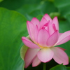蓮の花