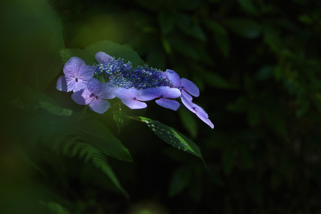 木陰の紫陽花