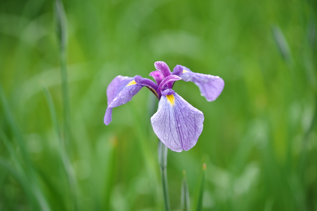 雨の花菖蒲