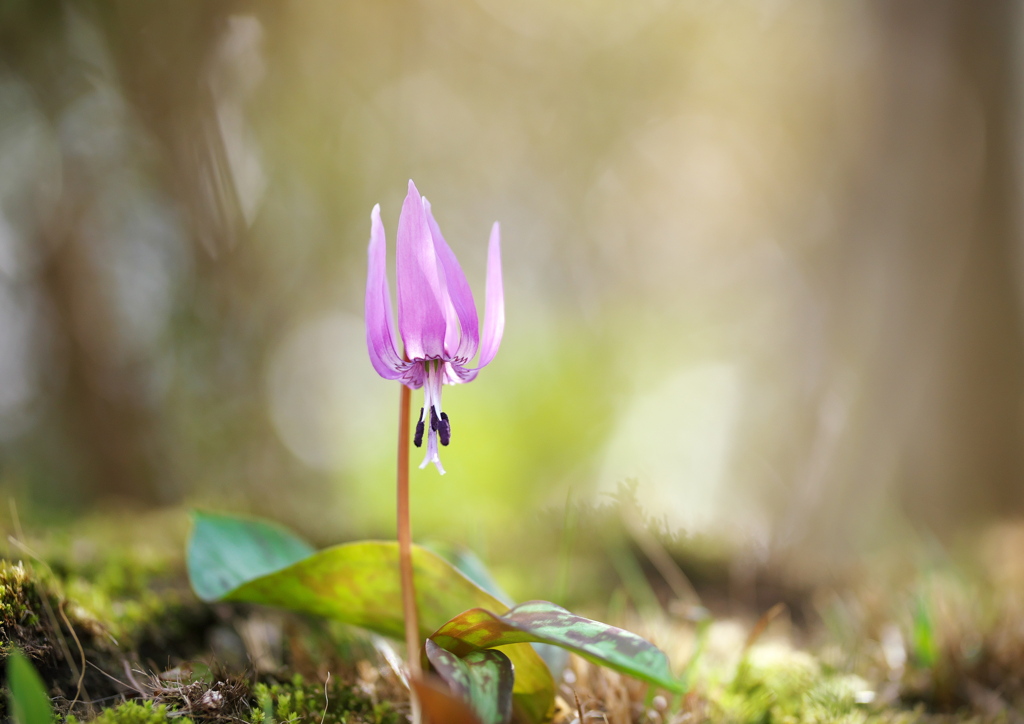 カタクリの花開く 春