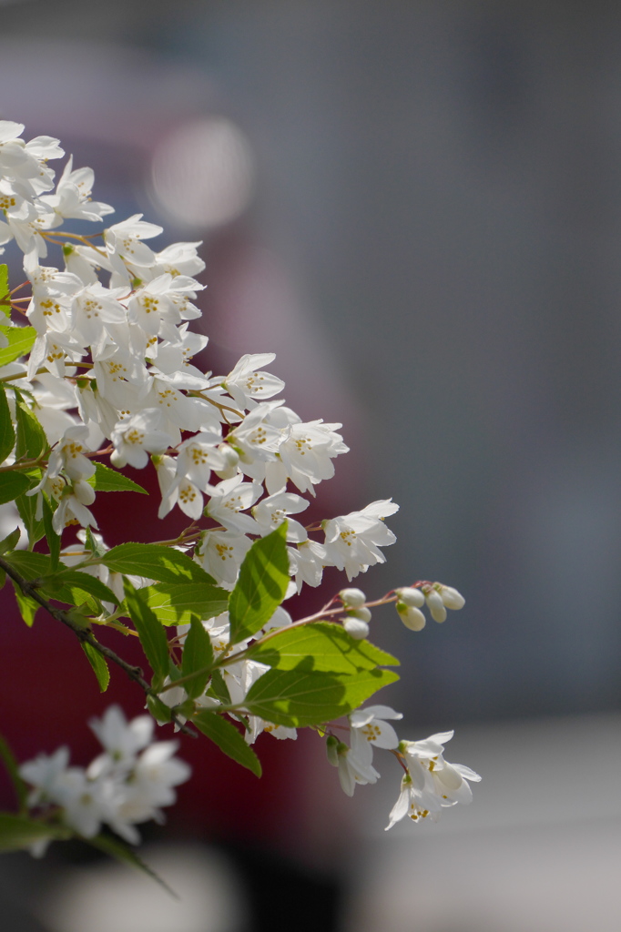 赤いアルファに～いってらっしゃい