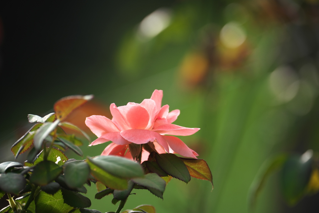 早咲き 秋薔薇