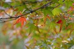 紅の試し刷り