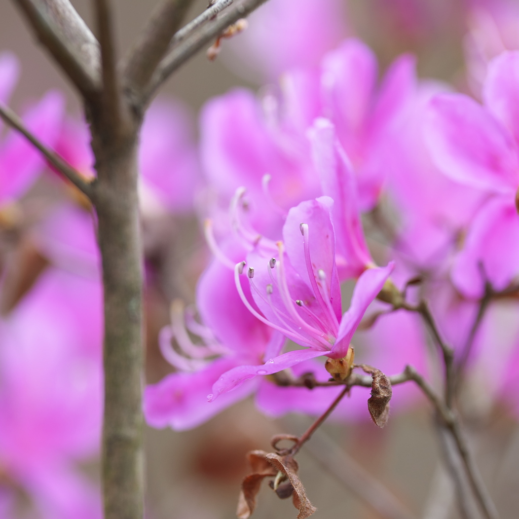 春山の花