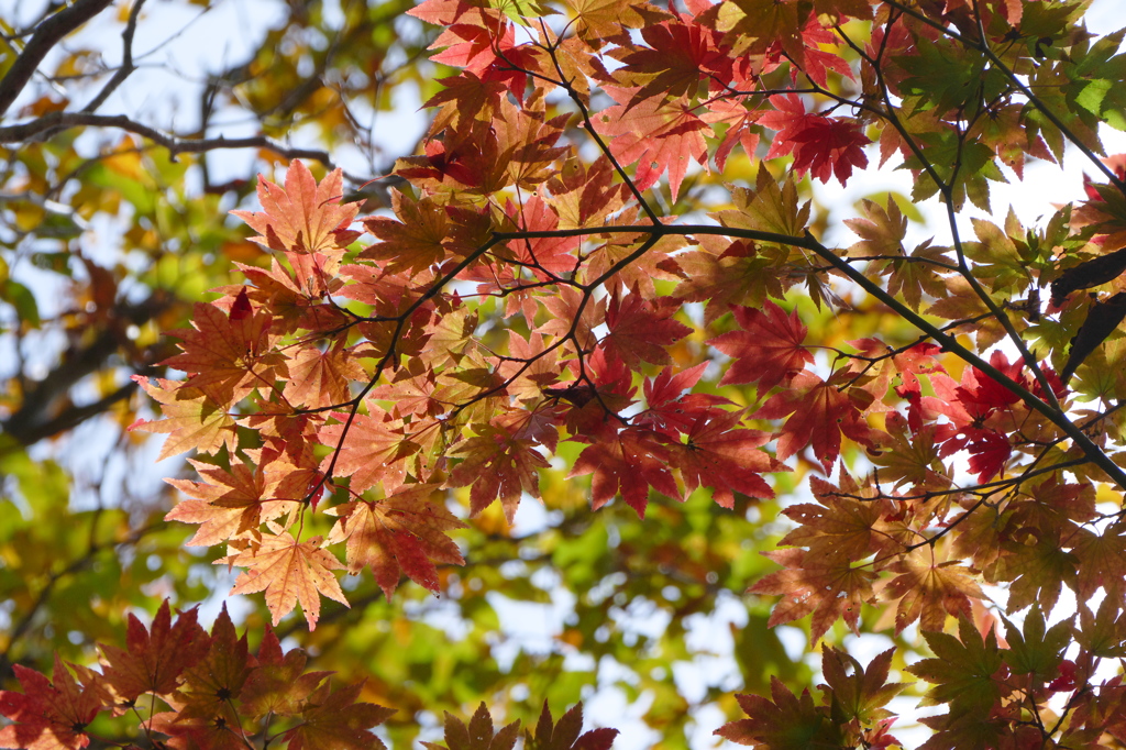 原生林の紅葉（3）