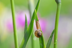  ① カタツムリ見つけました！