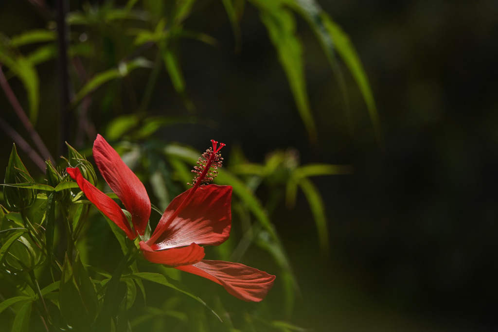 紅に染まった～このお花｡｡｡