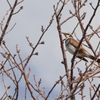 桜の枝先で