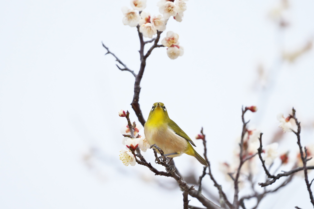 次はどの花がいいかな