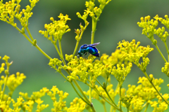 幸せの青い蜂