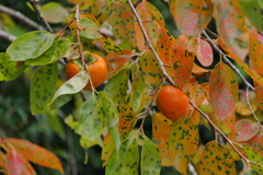 柿色の秋