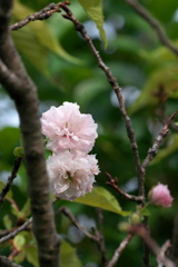 八重の秋桜