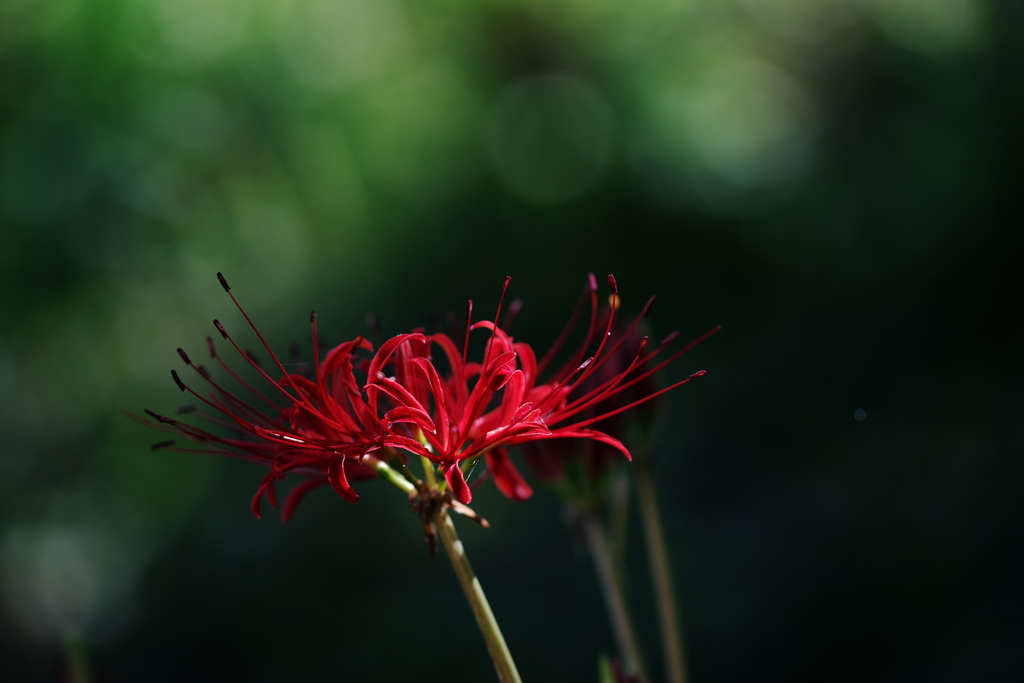 曼殊沙華