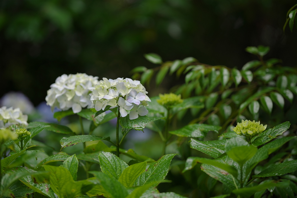 木陰で咲く